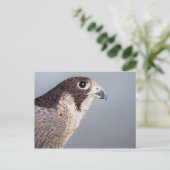 Peregrine Falcon Briefkaart (Staand voorkant)