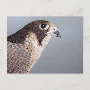 Peregrine Falcon Briefkaart