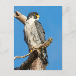Peregrine Falcon Briefkaart
