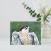 Peregrine Falcon Briefkaart (Staand voorkant)