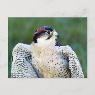 Peregrine Falcon Briefkaart