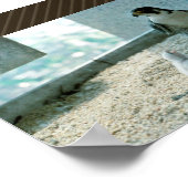 Peregrine Falcon Chicken, Vrouw Poster (Hoek)