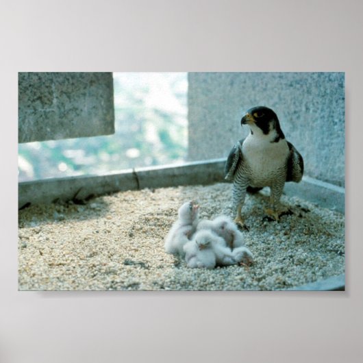Peregrine Falcon Chicken, Vrouw Poster (Voorkant)