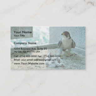 Peregrine Falcon Chicken, Vrouw Visitekaartje