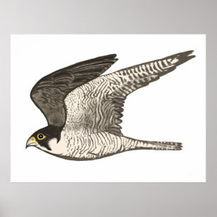 Peregrine Falcon Colored Potlood tekenend op wit Poster