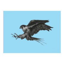 Peregrine Falcon Drawing op Canvas