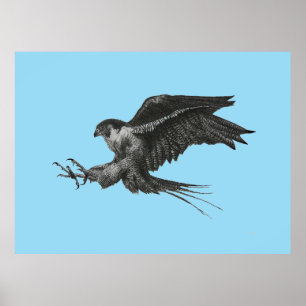 Peregrine Falcon Drawing op Canvas Poster
