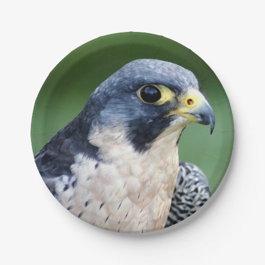 Peregrine Falcon Face Foto Papieren Bordje (Voorkant)