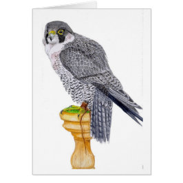 Peregrine Falcon Fathers Day Kaart