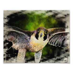 Peregrine Falcon Foto Afdruk