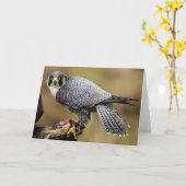 Peregrine Falcon Greetings Kaart (Gele Bloem)