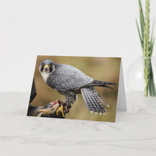 Peregrine Falcon Greetings Kaart
