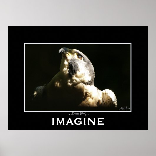 PEREGRINE FALCON Imagine Motivational Poster (Devant)