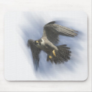 Peregrine Falcon in Flight Muismat