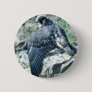 Peregrine Falcon, jeugdig Ronde Button 5,7 Cm