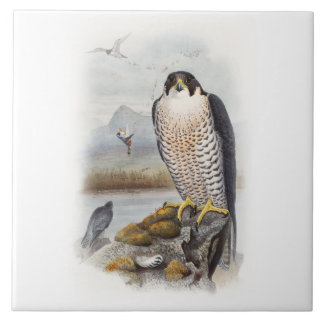 Peregrine Falcon John Gould Birds of Great Britain Tegeltje