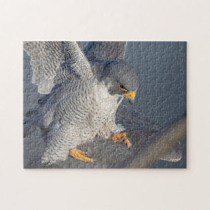 Peregrine Falcon langs de Hudson Legpuzzel