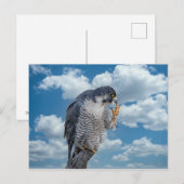 Peregrine Falcon langs de Hudson rivier Briefkaart (Voorkant / Achterkant)