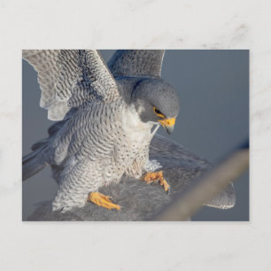 Peregrine Falcon langs de Hudson rivier Briefkaart