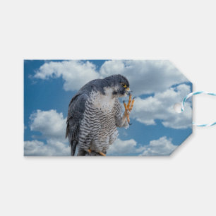 Peregrine Falcon langs de Hudson rivier Cadeaulabel