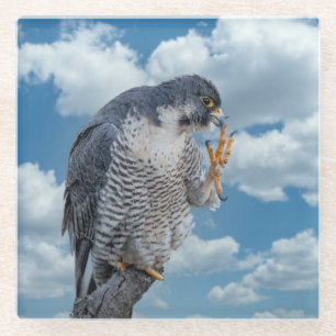 Peregrine Falcon langs de Hudson rivier Glazen Onderzetter
