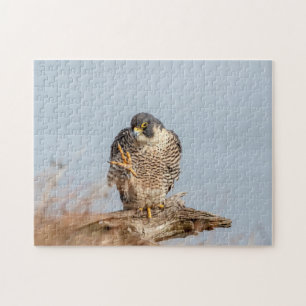 Peregrine Falcon langs de Hudson rivier Legpuzzel