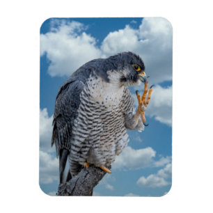 Peregrine Falcon langs de Hudson rivier Magneet