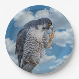 Peregrine Falcon langs de Hudson rivier Papieren Bordje