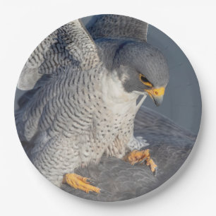 Peregrine Falcon langs de Hudson rivier Papieren Bordje