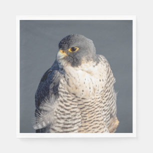 Peregrine Falcon langs de Hudson rivier Servet