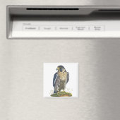 Peregrine Falcon Magneet (Insitu (Vaatwasser))