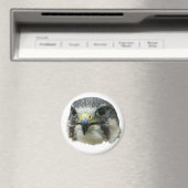 Peregrine Falcon Magneet (Insitu (Vaatwasser))