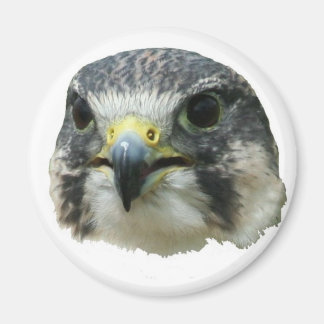 Peregrine Falcon Magneet