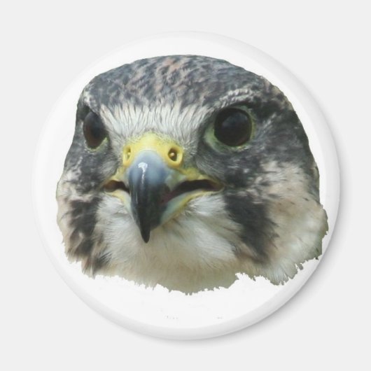 Peregrine Falcon Magneet (Voorkant)