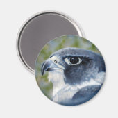 Peregrine Falcon Magnet Magneet (Voorkant / Achterkant)