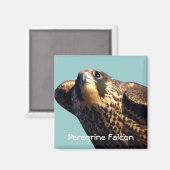 Peregrine Falcon Magnet Magneet (Voorkant / Achterkant)