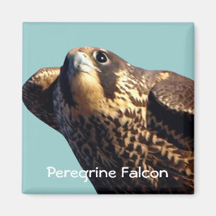 Peregrine Falcon Magnet Magneet