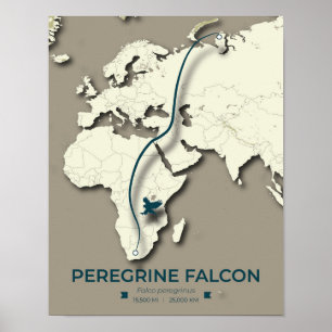 Peregrine Falcon Migration Map – Minimalistisch Poster
