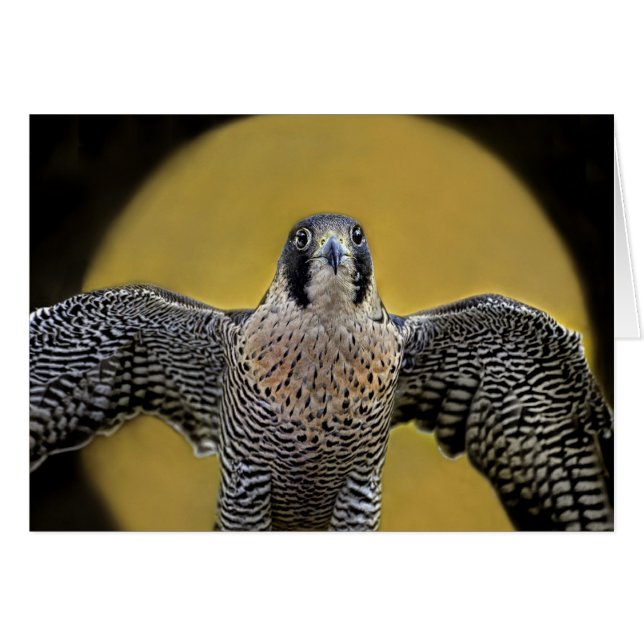 Peregrine Falcon Moon Rising (Voorkant Horizontaal)