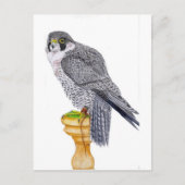 Peregrine Falcon on block briefkaart (Voorkant)