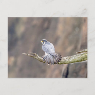 Peregrine Falcon op het Palisades Interstate Park Briefkaart