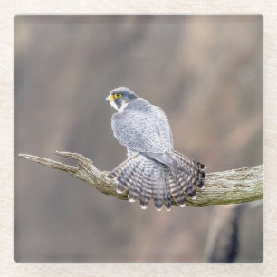 Peregrine Falcon op het Palisades Interstate Park Glazen Onderzetter