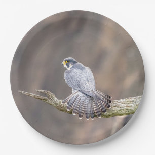 Peregrine Falcon op het Palisades Interstate Park Papieren Bordje