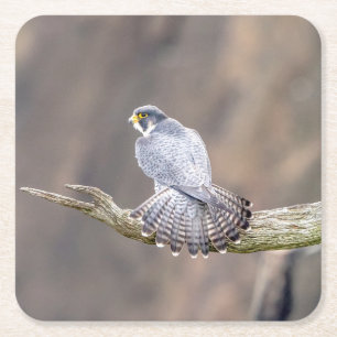 Peregrine Falcon op het Palisades Interstate Park Vierkante Kartonnen Onderzetter