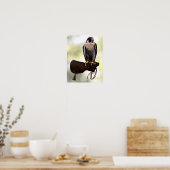 Peregrine Falcon over handschoen Poster (Keuken)
