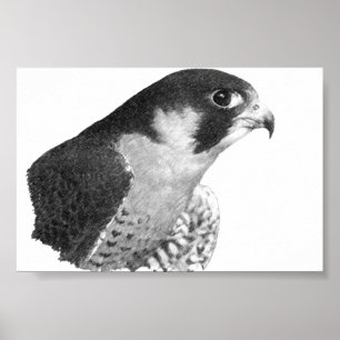 Peregrine Falcon-Pencil Poster