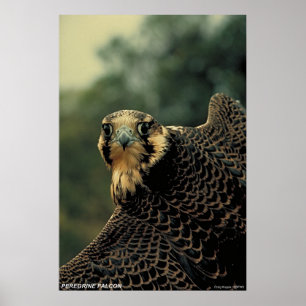 Peregrine Falcon Poster