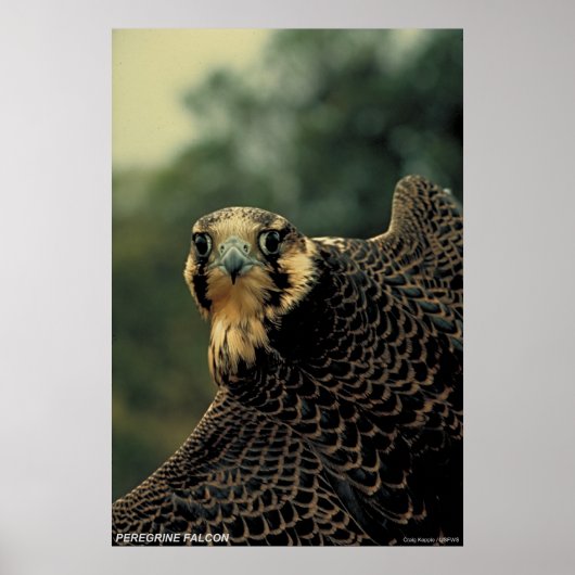 Peregrine Falcon Poster (Voorkant)