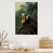 Peregrine Falcon Poster (Keuken)