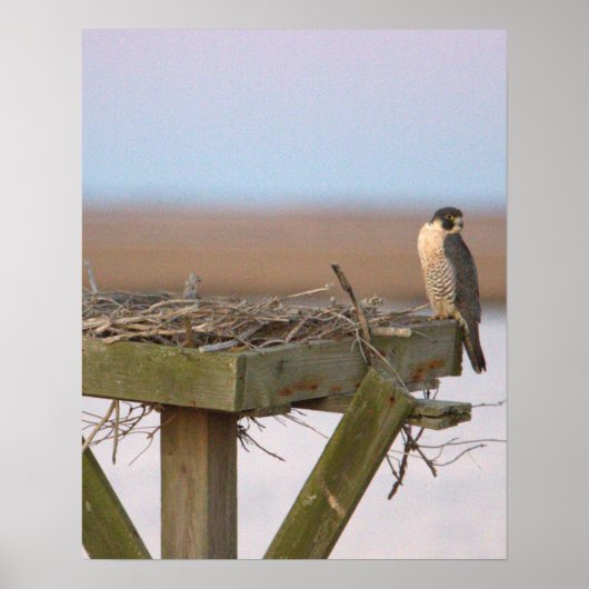 Peregrine Falcon Poster (Voorkant)